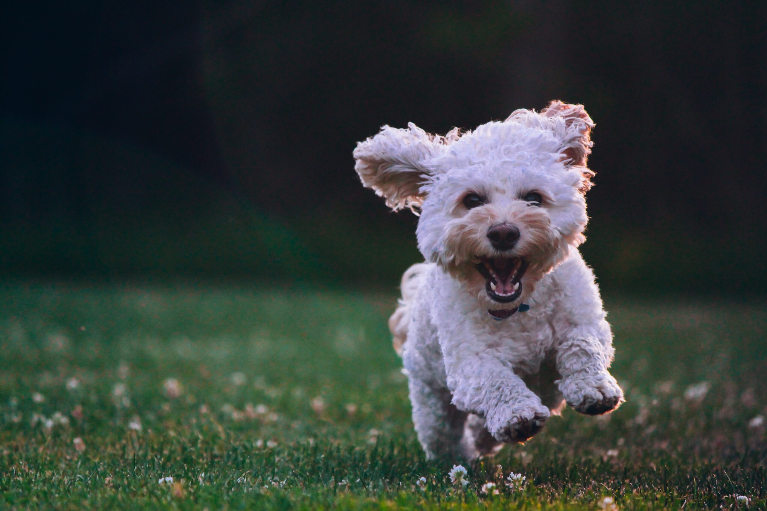 母犬トイプードル 産箱の作り方 実際に経験して分かったこと Seki Blog